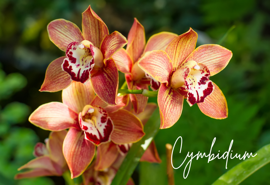 Cymbidium orchids